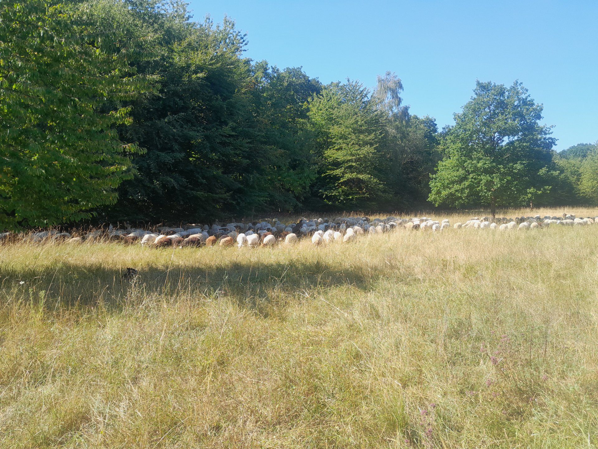 Schaffe fressen vorzugsweise im wandernden Schatten